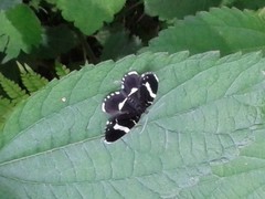 Trichodezia kindermanni