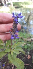 Salvia bogotensis