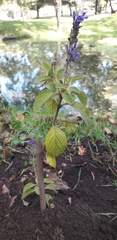 Salvia bogotensis