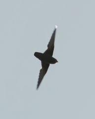 Chaetura meridionalis