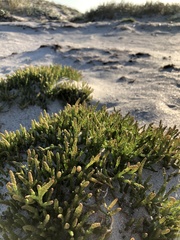 Salicornia natalensis