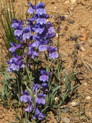 Penstemon leiophyllus