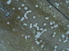 Nodulisporium cecidiogenes