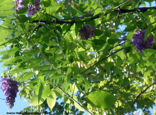 Wisteria frutescens image