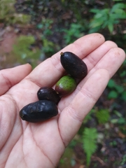 Beilschmiedia pendula