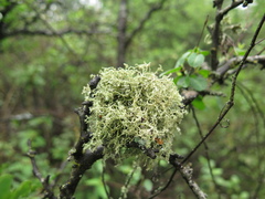 Ramalina peruviana