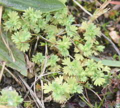 Alchemilla occidentalis