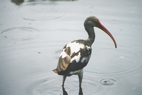 White Ibis photographed in Florida