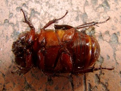 Heterogomphus dilaticollis