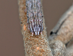 Drasteria grandirena