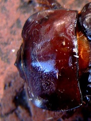 Heterogomphus dilaticollis