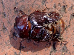 Heterogomphus dilaticollis