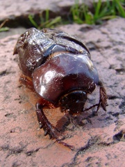 Heterogomphus dilaticollis