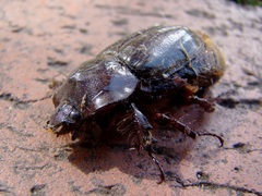 Heterogomphus dilaticollis
