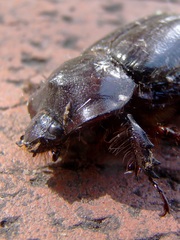 Heterogomphus dilaticollis