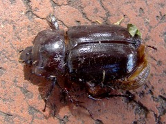 Heterogomphus dilaticollis
