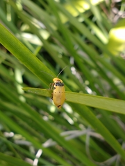 Chauliognathus missionum