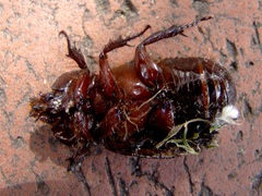 Heterogomphus dilaticollis