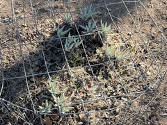 Dudleya virens hassei