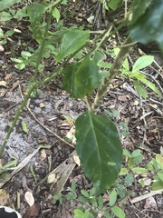 Dalbergia ecastaphyllum