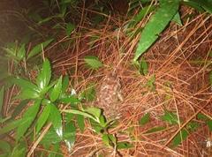 Duttaphrynus melanostictus