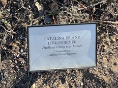 Dudleya virens hassei