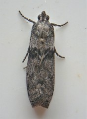 Pyla fusca