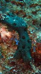 Chalinula parasimulans