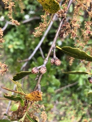 Quercus parvula