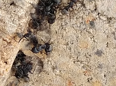 Camponotus