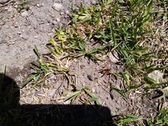 Polistes xanthogaster