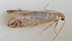 Argyresthia thuiella
