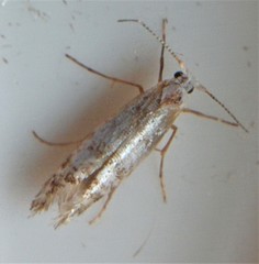 Argyresthia thuiella