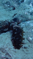 Holothuria arguinensis