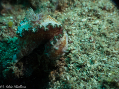 Glossodoris acosti