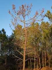 Bursaphelenchus xylophilus