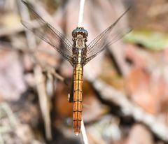 Orthetrum azureum
