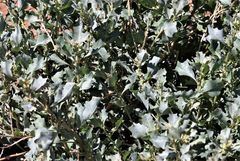 Atriplex lindleyi inflata