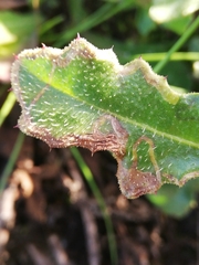 Agonopterix subpropinquella