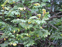 Magnoliopsida