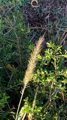 Setaria scheelei