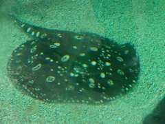 Potamotrygon henlei
