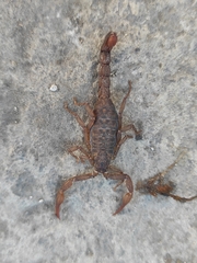 Vaejovis mexicanus