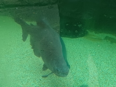 Piaractus brachypomus