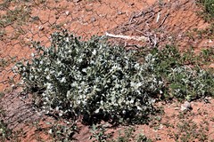 Atriplex lindleyi inflata