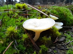 Clitocybe dealbata