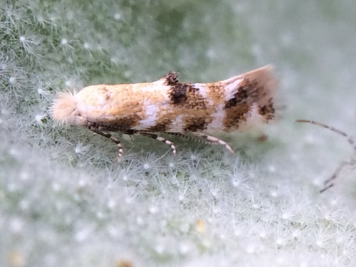 Bucculatricidae
