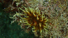 Anemonia sargassensis