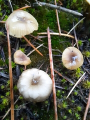 Clitocybe dealbata