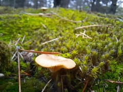 Clitocybe dealbata